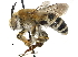  (Pachymelus - 06747A06-ZAF)  @15 [ ] CreativeCommons - Attribution (2015) CBG Photography Group Centre for Biodiversity Genomics