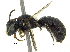  ( - 06747B01-ZAF)  @13 [ ] CreativeCommons - Attribution (2016) CBG Photography Group Centre for Biodiversity Genomics