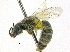  (Halictus ZAF02 - 06747B03-ZAF)  @13 [ ] CreativeCommons - Attribution (2016) CBG Photography Group Centre for Biodiversity Genomics