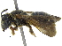  ( - 06747C01-ZAF)  @13 [ ] CreativeCommons - Attribution (2015) CBG Photography Group Centre for Biodiversity Genomics