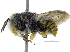  ( - 06747D04-ZAF)  @13 [ ] CreativeCommons - Attribution (2015) CBG Photography Group Centre for Biodiversity Genomics