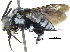  (Thyreus calceatus - 06747D05-ZAF)  @14 [ ] CreativeCommons - Attribution (2015) CBG Photography Group Centre for Biodiversity Genomics