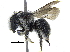  ( - 06747E02-ZAF)  @13 [ ] CreativeCommons - Attribution (2015) CBG Photography Group Centre for Biodiversity Genomics