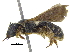  ( - 06747F02-ZAF)  @14 [ ] CreativeCommons - Attribution (2015) CBG Photography Group Centre for Biodiversity Genomics