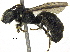  (Ceratina armata - 06747F08-ZAF)  @15 [ ] CreativeCommons - Attribution (2016) CBG Photography Group Centre for Biodiversity Genomics