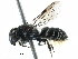  ( - 06747G12-ZAF)  @13 [ ] CreativeCommons - Attribution (2016) CBG Photography Group Centre for Biodiversity Genomics