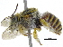  (Afranthidium ZAF03 - 06747H03-ZAF)  @13 [ ] CreativeCommons - Attribution (2015) CBG Photography Group Centre for Biodiversity Genomics