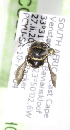  (Pachyanthidium ZAF1 - 06746H07-ZAF)  @12 [ ] CreativeCommons - Attribution Non-Commercial Share-Alike (2010) Unspecified York University