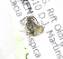  (Halictus KEN04 - 06746C04-KEN)  @12 [ ] CreativeCommons - Attribution Non-Commercial Share-Alike (2010) Unspecified York University