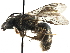  ( - CCDB-01568 F11)  @13 [ ] CreativeCommons - Attribution (2016) CBG Photography Group Centre for Biodiversity Genomics