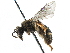  ( - CCDB-01568 G12)  @12 [ ] CreativeCommons - Attribution (2016) CBG Photography Group Centre for Biodiversity Genomics