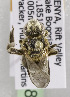  (Nomia theryi - CCDB-15282 D08)  @13 [ ] CreativeCommons - Attribution Non-Commercial Share-Alike (2011) Packer Collection York University York University