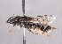  (Andrena producta - OLML-0001-0161)  @11 [ ] CreativeCommons - Attribution Share-Alike (by-sa) (2025) Unspecified OÖ Landes-Kultur GmbH