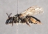  (Andrena bimaculata - OLML-0001-0197)  @11 [ ] CreativeCommons - Attribution Share-Alike (by-sa) (2025) Unspecified OÖ Landes-Kultur GmbH