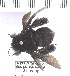  (Centris ptilotopus - CBF-Hym-00164)  @11 [ ] Copyright (2011) CBF Coleccion Boliviana de Fauna