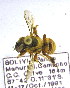  ( - CBF-Hym-00357)  @11 [ ] Copyright (2011) CBF Coleccion Boliviana de Fauna