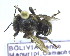  (Melipona marginata - CBF-Hym-00370)  @11 [ ] Copyright (2011) CBF Coleccion Boliviana de Fauna
