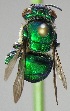  ( - CBF-Hym-00653)  @11 [ ] Copyright (2012) CBF Colección Boliviana de Fauna