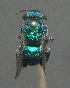  (Euglossa securigera - CBF-Hym-00654)  @11 [ ] Copyright (2012) CBF Colección Boliviana de Fauna