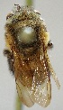  (Melipona nebulosa - CBF-Hym-00886)  @12 [ ] Copyright (2012) CBF Colección Boliviana de Fauna