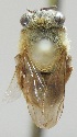  (Melipona tumupasae - CBF-Hym-00894)  @11 [ ] Copyright (2012) CBF Colección Boliviana de Fauna