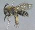  (Andrena mentzeliae - 07-CO-1603)  @13 [ ] CreativeCommons - Attribution Non-Commercial Share-Alike (2010) Unspecified York University
