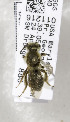  (Andrena banksi - 02-MD-2170)  @11 [ ] CreativeCommons - Attribution Non-Commercial Share-Alike (2010) Unspecified York University