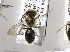  (Andrena pruni - 02-MD-2179)  @13 [ ] CreativeCommons - Attribution Non-Commercial Share-Alike (2010) Unspecified York University