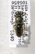  (Andrena CA2 - 08-CA-2212)  @11 [ ] CreativeCommons - Attribution Non-Commercial Share-Alike (2010) Unspecified York University