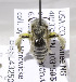 (Andrena gardineri - 05-CO-2624)  @13 [ ] CreativeCommons - Attribution Non-Commercial Share-Alike (2010) Unspecified York University