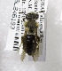  (Andrena sola - 98-CA-2670)  @14 [ ] CreativeCommons - Attribution Non-Commercial Share-Alike (2010) Unspecified York University