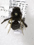  (Andrena linsleyana - 03-UT-2695)  @13 [ ] CreativeCommons - Attribution Non-Commercial Share-Alike (2010) Unspecified York University
