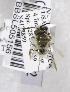  (Andrena macoupinensis - 03-UT-2792)  @13 [ ] CreativeCommons - Attribution Non-Commercial Share-Alike (2010) Unspecified York University