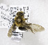  (Andrena haynesi - 03-UT-2804)  @13 [ ] CreativeCommons - Attribution Non-Commercial Share-Alike (2010) Unspecified York University