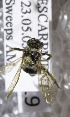  (Andrena arabis - 03-ON-2919)  @11 [ ] CreativeCommons - Attribution Non-Commercial Share-Alike (2010) Unspecified York University