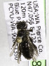  (Dufourea campanulae - CCDB-03746 E08)  @13 [ ] CreativeCommons - Attribution Non-Commercial Share-Alike (2010) Unspecified York University