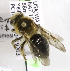  (Andrena perplexa - CCDB-03746 F01)  @14 [ ] CreativeCommons - Attribution Non-Commercial Share-Alike (2010) Unspecified York University