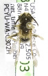  (Andrena USA06 - CCDB-03746 G03)  @12 [ ] CreativeCommons - Attribution Non-Commercial Share-Alike (2010) Unspecified York University