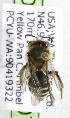  (Andrena sp - CCDB-03746 H07)  @13 [ ] CreativeCommons - Attribution Non-Commercial Share-Alike (2010) Unspecified York University