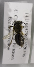  (Andrena quintilis - CCDB-06704 E01)  @11 [ ] Unspecified (default): All Rights Reserved (2011) Unspecified York University
