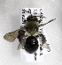  (Andrena cyanura - CCDB-09863 B11)  @14 [ ] Unspecified (default): All Rights Reserved (2011) Unspecified York University