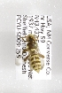  (Nomada zebrata - CCDB-09863 D05)  @12 [ ] Unspecified (default): All Rights Reserved (2011) Unspecified York University