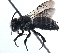  ( - CCDB-09869 D12)  @13 [ ] CreativeCommons - Attribution (2016) CBG Photography Group Centre for Biodiversity Genomics