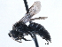  ( - CCDB-09869 E01)  @13 [ ] CreativeCommons - Attribution (2016) CBG Photography Group Centre for Biodiversity Genomics