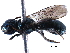  ( - CCDB-09869 F07)  @13 [ ] CreativeCommons - Attribution (2016) CBG Photography Group Centre for Biodiversity Genomics