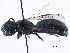  ( - CCDB-09869 F08)  @13 [ ] CreativeCommons - Attribution (2016) CBG Photography Group Centre for Biodiversity Genomics