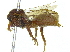  ( - CCDB-09916 A05)  @11 [ ] CreativeCommons - Attribution (2016) CBG Photography Group Centre for Biodiversity Genomics