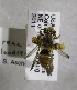  (Andrena aliciarum - CCDB-12076 C11)  @14 [ ] Unspecified (default): All Rights Reserved (2011) Unspecified York University