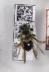  (Andrena wilmattae - CCDB-15289 D07)  @13 [ ] Unspecified (default): All Rights Reserved (2012) Packer Lab York University
