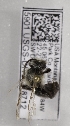  (Andrena USA01 - CCDB-15289 F01)  @12 [ ] Unspecified (default): All Rights Reserved (2012) Packer Lab York University